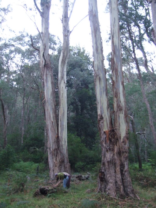 Travel - Australia - Dery Pictures Bush Party - Bush Doof